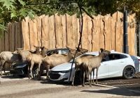 Ost-Kanada zum Indian Summer - Omega Wildpark 