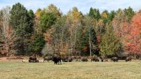Omega Park Bisons