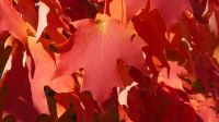 Ahorn im Indian Summer