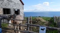 Ausflug Cape Breton Island, gälisches Freilichtmuseum
