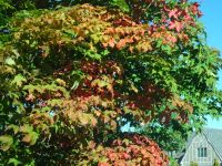 Indian Summer 