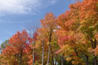 Indian Summer