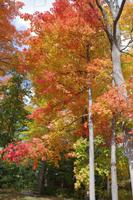 Indian Summer