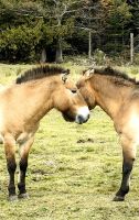Mongolische Wildpferde im Omegapark