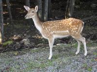 Omega Wildlife Park