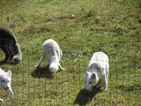 Omega Wildlife Park
