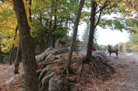 Omega Wildlife Park
