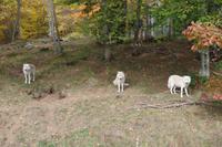Omega Wildlife Park