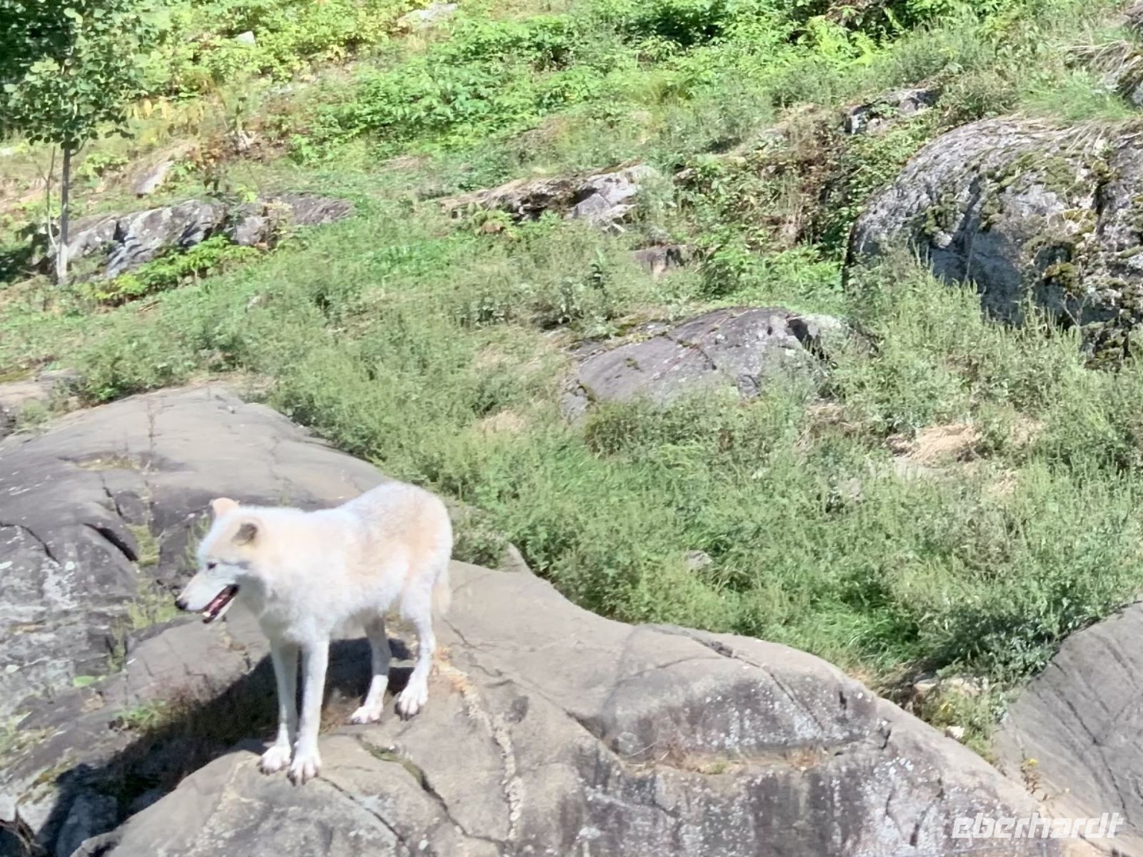 Omega Wildpark 