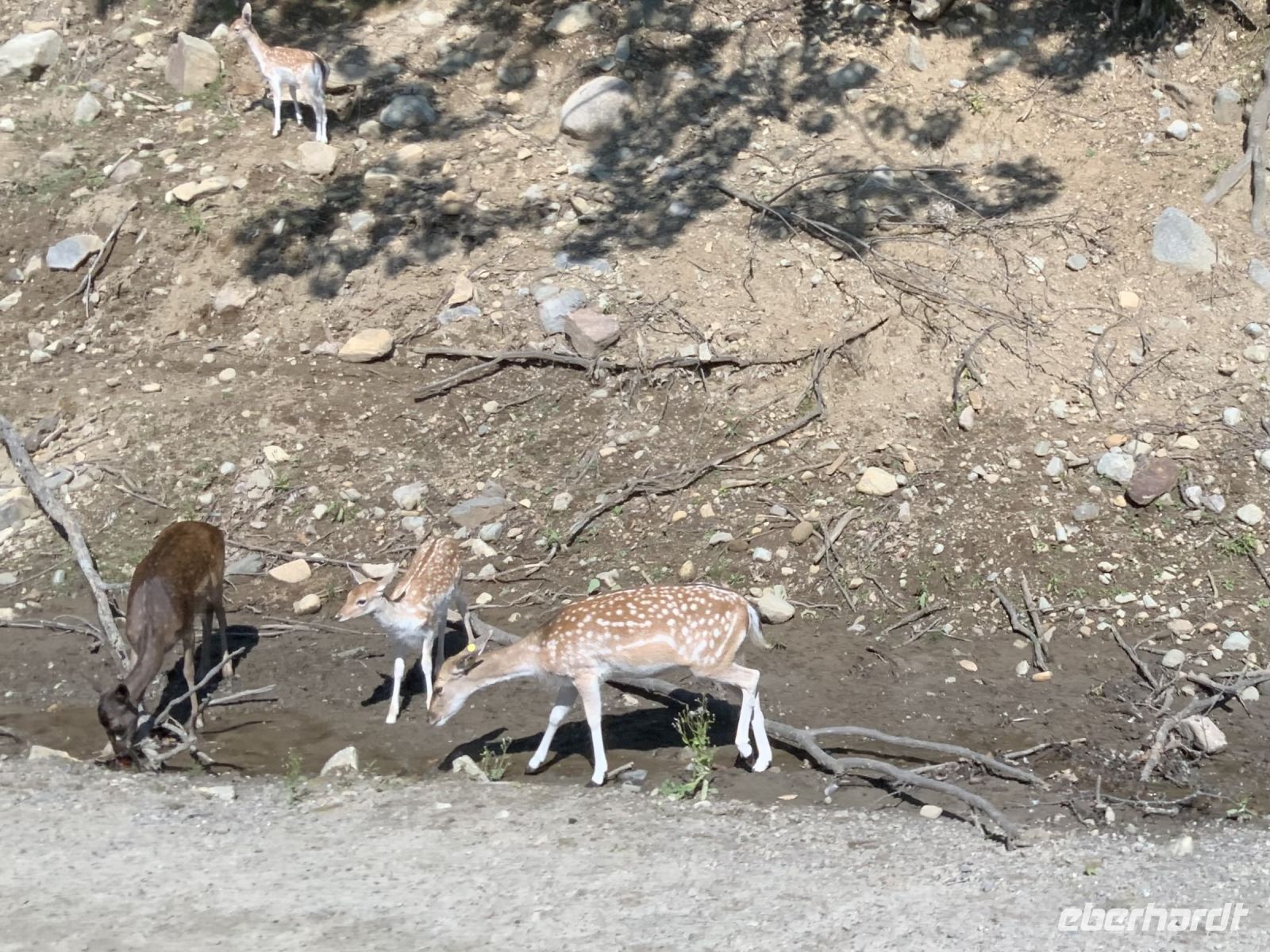 Omega Wildpark 
