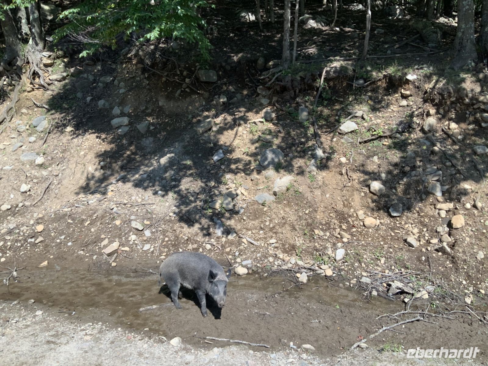 Omega Wildpark 