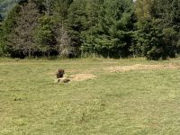 Omega Wildpark 