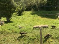 Omega Wildpark 