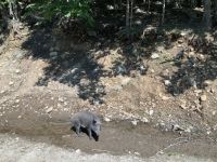 Omega Wildpark 