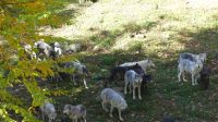 Omega Wildpark, Wölfe