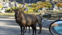 Omega Wildpark, Wapiti