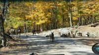 Omega Wildpark, Wapitis