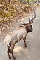 Ost-Kanada zum Indian Summer - Omega Wildpark 