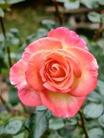 Rose in Ottawa