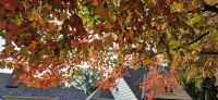 025 der Indian Summer beginnt