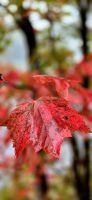 041 Indian Summer