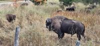 088 Bisons