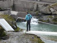1 Minute spaeter war der erste Lachs schon im Netz