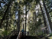 10. Tag – Banff bis Kamloops – Mount-Revelstoke-Nationalpark – Giant Cedar Boardwalk