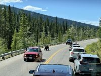10. Tag – Jasper-Nationalpark – Ein Schwarzbär überquert die Maligne Lake Road