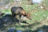 Junger Hirsch im Omega-Wildpark