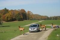 Die Hirsche kommen bis ans Auto
