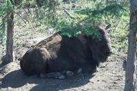 Bison im Omega-Wildpark