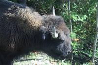 Bison im Omega-Wildpark
