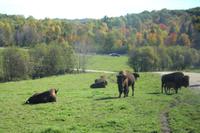 Bisons im Omega-Wildpark