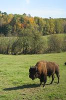 Bison im Omega-Wildpark