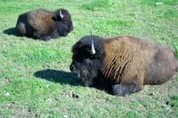 Bisons im Omega-Wildpark