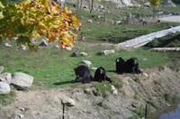 Schwarzbären im Omega-Wildpark