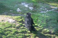 Der Bär setzt sich in Pose ...