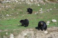 Schwarzbären im Omega-Wildpark