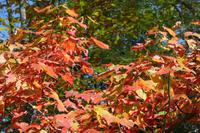 Typische Ahorn-Färbung