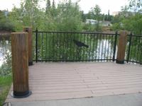 Abendspaziergang in Fairbanks