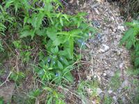 The Grande Denali Lodge Kleine Wanderung