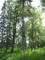 Fotostopp beim Denali State Park Visitor Information mit Blick auf den Mount McKinley 