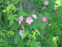 Besuch des Earthquake Parks in Anchorage