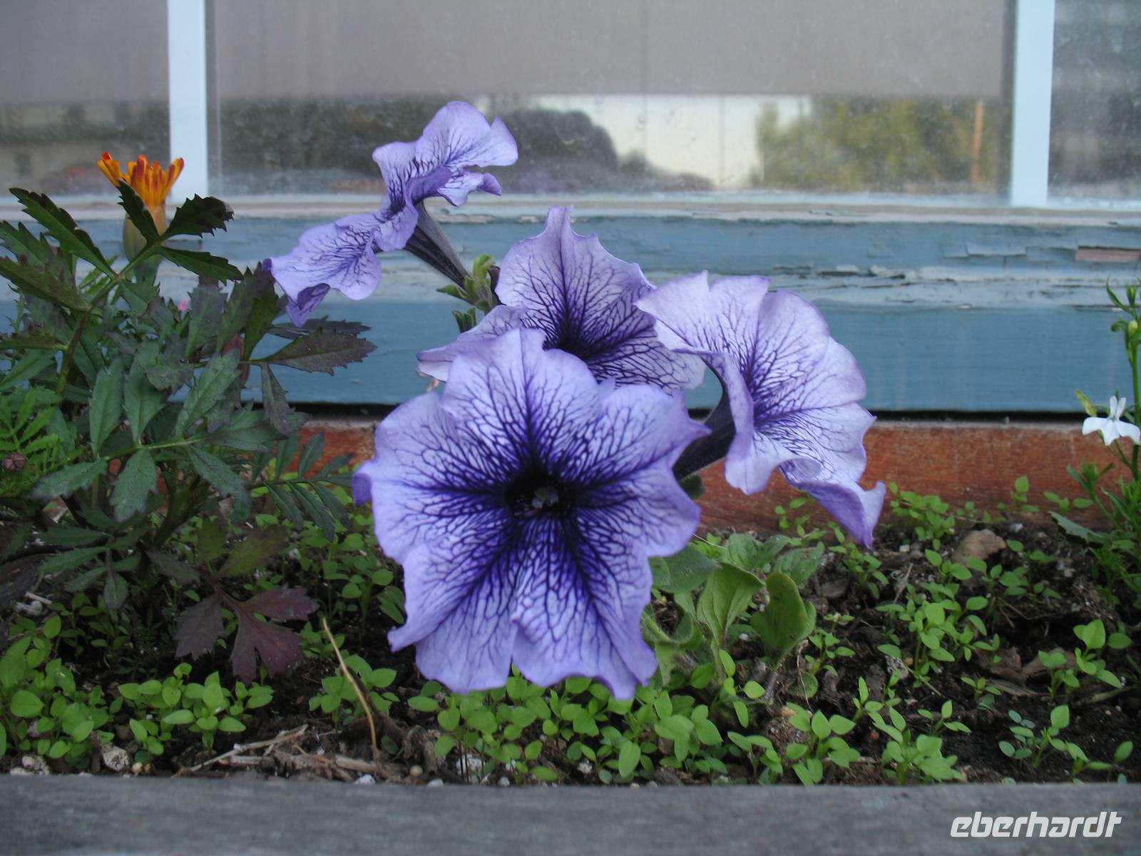 Stadtrundgang in Anchorage