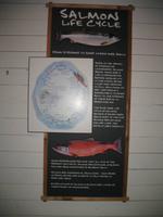 Besuch der Hoonah Packing Co.Konservenfabrik in Icy Strait Point