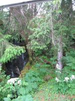 Fahrt mit der Waldbahn in Icy Strait Point