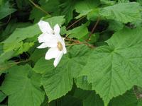 Fahrt mit der Waldbahn in Icy Strait Point
