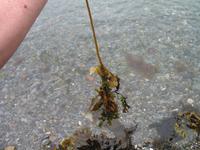 Fahrt mit der Waldbahn in Icy Strait Point
