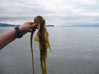 Fahrt mit der Waldbahn in Icy Strait Point